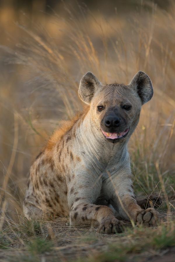 Southern Sands Eco Lodge Hoedspruit Zewnętrze zdjęcie