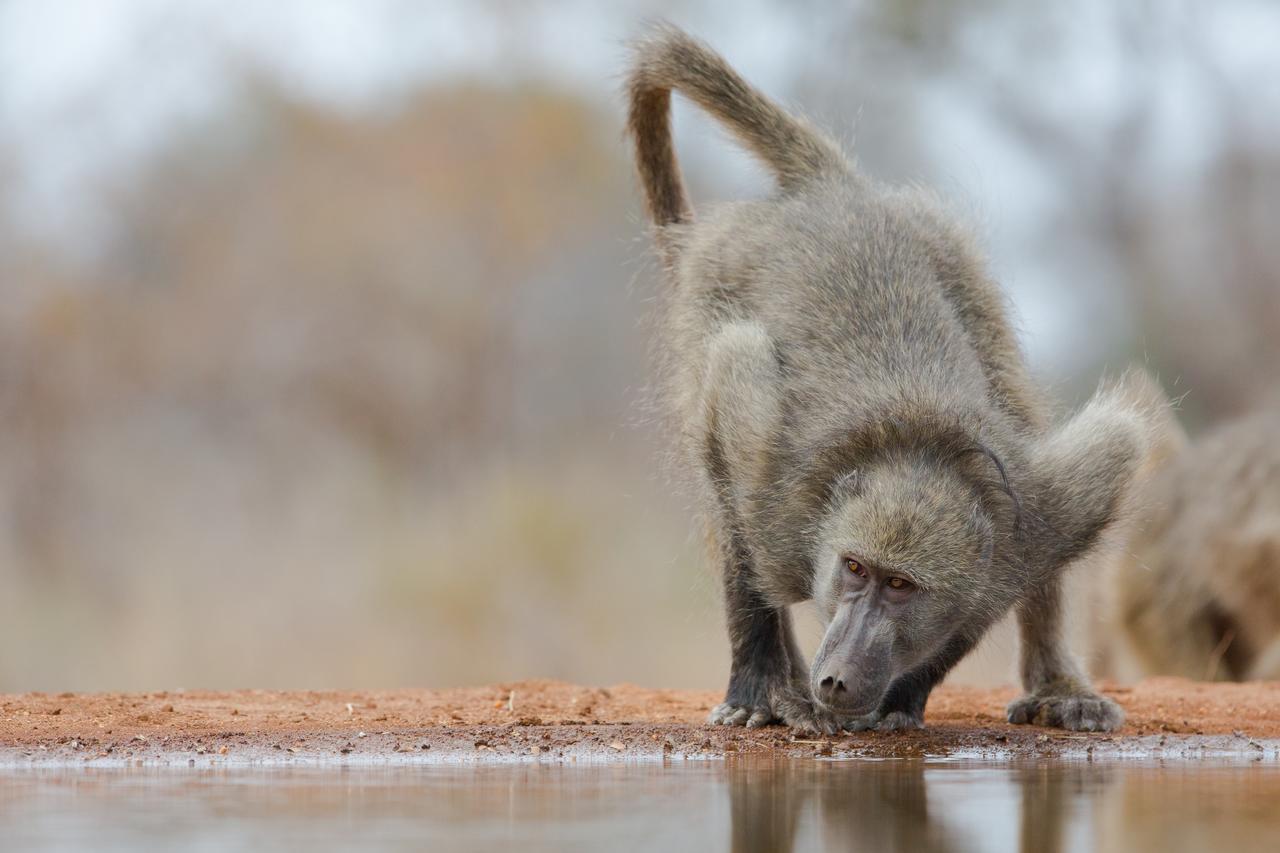 Southern Sands Eco Lodge Hoedspruit Zewnętrze zdjęcie